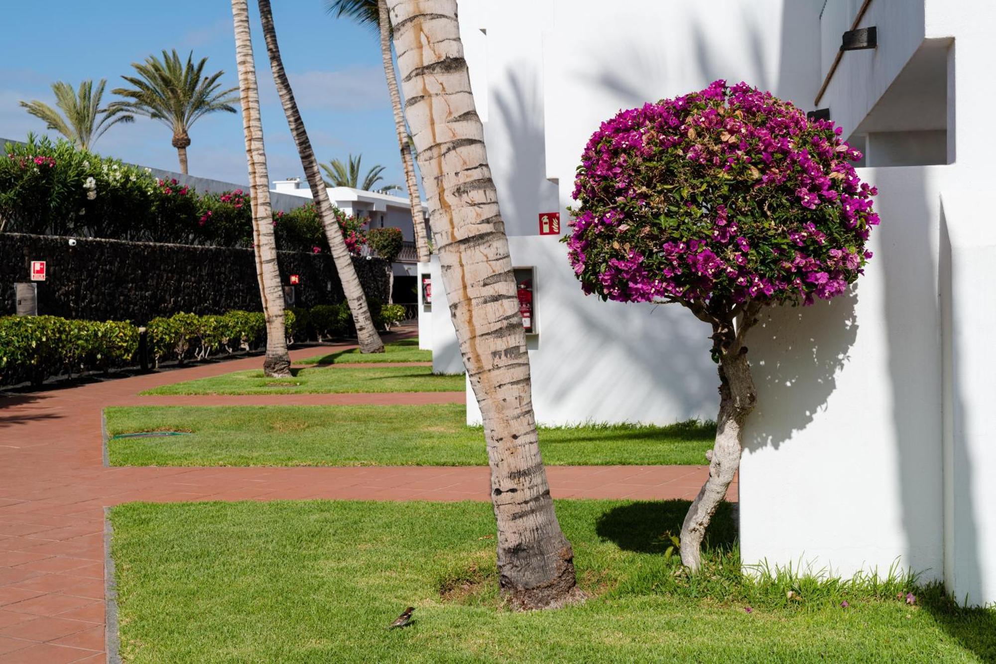 Plus Fariones Apartamentos Puerto del Carmen  Eksteriør bilde